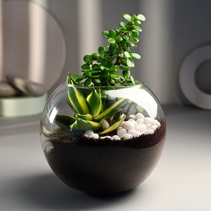 Plants