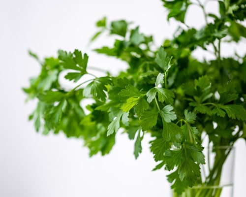 Plants